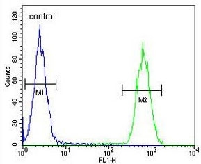 Flow cytometry testing of human MDA-MB-231 cells with Clathrin Light Chain A antibody; Blue=isotype control, Green= Clathrin Light Chain A antibody.