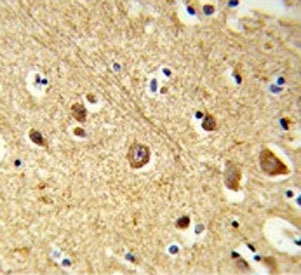 IHC testing of FFPE human brain tissue with MAPK8IP1 antibody. HIER: steam section in pH6 citrate buffer for 20 min and allow to cool prior to staining.