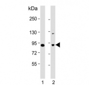 Western blot testing of human 1) brain and 2) MCF7 cell lysate with MAPK8IP1 antibody. Expected molecular weight: 78-110 kDa.