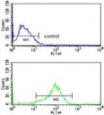 Flow cytometry testing of human MCF7 cells with MAPK8IP1 antibody; Blue=isotype control, Green= MAPK8IP1 antibody.