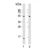 Western blot testing of human 1) A431 and 2) HUVEC lysate with EFEMP1 antibody. Predicted molecular weight ~54 kDa.