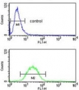 Flow cytometry testing of human NCI-H460 cells with EFEMP1 antibody; Blue=isotype control, Green= EFEMP1 antibody.
