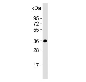 Western blot testing of human Ramos cell lysate with POU2AF1 antibody. Expected molecular weight: ~28/35-40 kDa (unmodified/ubiquitinated).