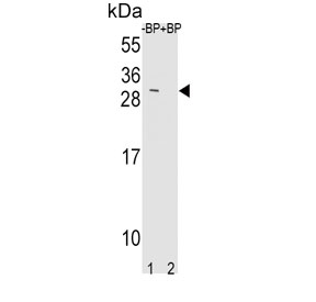 Western blot testing of mouse NIH 3T3 cell lysate, in the 1) absence and 2) presence of immunizing peptide, with TIMP3 antibody.