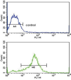 Flow cytometry testing of human MCF7 cells with TIMP3 antibody; Blue=isotype control, Green= TIMP3 antibody.