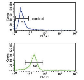 Flow cytometry testing of human K562 cells with Mu-type Opioid Receptor antibody; Blue=isotype control, Green= Mu-type Opioid Receptor antibody.