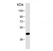 Western blot testing of human heart tissue lysate with PTGER3 antibody. Predicted molecular weight: 44-50 kDa.