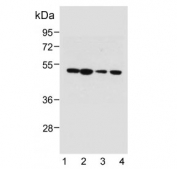 Western blot testing of human 1) Ramos, 2) HT-1080, 3) HEK293 and 4) T47D cell lysate with PTGER3 antibody. Predicted molecular weight: 44-50 kDa.