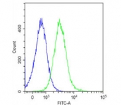 Flow cytometry testing of fixed and permeabilized human Ramos cells with PTGER3 antibody; Blue=isotype control, Green= PTGER3 antibody.