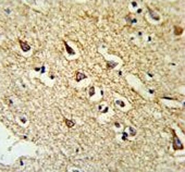 IHC testing of FFPE human brain tissue with RPL18A antibody. HIER: steam section in pH6 citrate buffer for 20 min and allow to cool prior to staining.