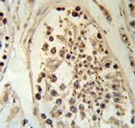 IHC testing of FFPE human testis tissue with DEK antibody. HIER: steam section in pH6 citrate buffer for 20 min and allow to cool prior to staining.