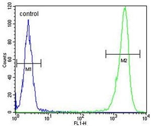Flow cytometry testing of human WiDr cells with DEK antibody; Blue=isotype control, Green= DEK antibody.