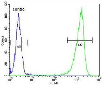 Flow cytometry testing of human WiDr cells with Beta Glucuronidase antibody; Blue=isotype control, Green= Beta Glucuronidase antibody.