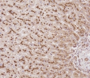 IHC testing of FFPE human liver tissue with Beta Glucuronidase antibody. HIER: steam section in pH9 EDTA buffer for 20 min and allow to cool prior to staining.