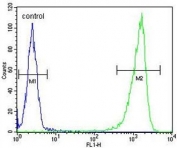 Flow cytometry testing of human WiDr cells with Beta Glucuronidase antibody; Blue=isotype control, Green= Beta Glucuronidase antibody.