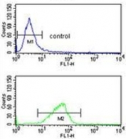 Flow cytometry testing of human K562 cells with CXXC4 antibody; Blue=isotype control, Green= CXXC4 antibody.