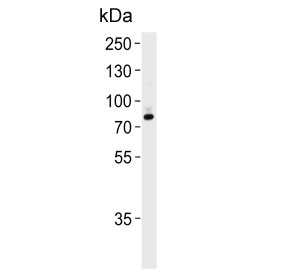 Western blot testing of human T-47D cell lysate with Exostosin 2 antibody. Predicted molecular weight ~82 kDa.