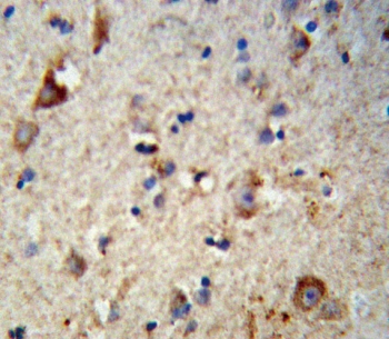 IHC testing of FFPE human brain tissue with Exostosin 2 antibody. HIER: steam section in pH6 citrate buffer for 20 min and allow to cool prior to staining.