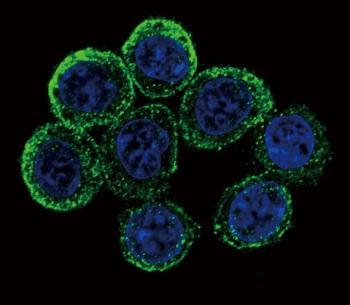 Immunofluorescent staining of human HeLa cells with Exostosin 2 antibody (green) and DAPI nuclear stain (blue).