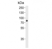 Western blot testing of human T-47D cell lysate with Exostosin 2 antibody. Predicted molecular weight ~82 kDa.