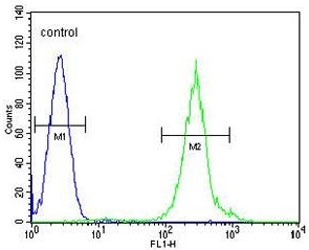 Flow cytometry testing of human HL60 cells with FANCC antibody; Blue=isotype control, Green= FANCC antibody.