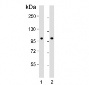 Western blot testing of human 1) Hela and 2) brain lysate with NCOA7 antibody. Predicted molecular weight ~106 kDa, may be observed at 120~140 kDa.