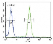 Flow cytometry testing of human HEK293 cells with NCOA7 antibody; Blue=isotype control, Green= NCOA7 antibody.