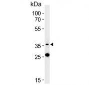 Western blot testing of human K562 cell lysate with Mitoferrin-1 antibody. Predicted molecular weight ~37 kDa.