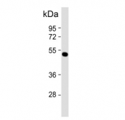 Western blot testing of human U-2 OS cell lysate with ANKH antibody. Predicted molecular weight ~54 kDa.