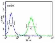 Flow cytometry testing of human K562 cells with SUPV3L1 antibody; Blue=isotype control, Green= SUPV3L1 antibody.