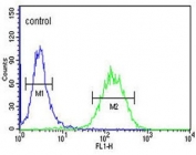 Flow cytometry testing of human K562 cells with ACSBG2 antibody; Blue=isotype control, Green= ACSBG2 antibody.