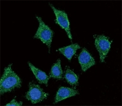 Immunofluorescent staining of human HEK293 cells with LCAT antibody (green) and DAPI nuclear stain (blue).