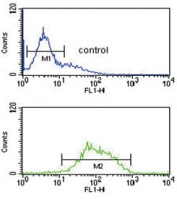 Flow cytometry testing of human K562 cells with LCAT antibody; Blue=isotype control, Green= LCAT antibody.