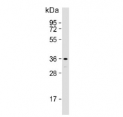 Western blot testing of human PC-3 cell lysate with Speedy protein A antibody. Predicted molecular weight ~36 kDa.