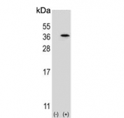 Western blot testing of 1) non-transfected and 2) transfected 293 cell lysate with Speedy protein A antibody. Predicted molecular weight ~36 kDa.