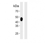 Western blot testing of PD-L1 transfected human 293 cell lysate (left) and non-transfected 293 cell lysate (right). Predicted molecular weight ~34 kDa (unmodified), 45-70 kDa (glycosylated).