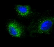 Immunofluorescent staining of human A549 cells with SFTPC antibody (green) and DAPI nuclear stain (blue).