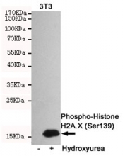 Western blot testing of cell lysate from mouse NIH 3T3 cells untreated (left) or treated (right) with Hydroxyurea, using Phospho-Histone H2AX antibody.