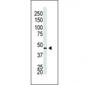 Western blot testing of human placental tissue lysate with Cx40 antibody. Predicted molecular weight ~40 kDa.