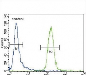 Flow cytometry testing of fixed and permeabilized human CEM cells with CYP3A4 antibody; Blue=isotype control, Green= CYP3A4 antibody.