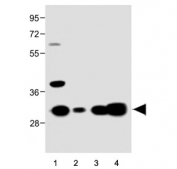 Western blot testing of 1) human U-251, 2) human T-47D, 3) human heart and 4) mouse kidney tissue lysate with MARCH5 antibody. Predicted molecular weight ~31 kDa.