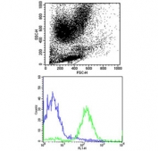 Flow cytometry testing of human PBM cells with HLA-B antibody; Blue=isotype control, Green= HLA-B antibody.