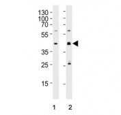 Western blot testing of human 1) Daudi and 2) HL60 cell lysate with MCUB antibody. Predicted molecular weight ~39 kDa.