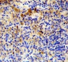 IHC staining of FFPE mouse spleen tissue with IGJ antibody. HIER: steam section in pH6 citrate buffer for 20 min and allow to cool prior to staining.