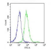 Flow cytometry testing of fixed and permeabilized human HeLa cells with MAPE antibody; Blue=isotype control, Green= MAPE antibody.