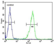 Flow cytometry testing of human WiDr cells with IL-31 antibody; Blue=isotype control, Green= IL-31 antibody.