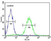 Flow cytometry testing of human Jurkat cells with MAGE3 antibody; Blue=isotype control, Green= MAGE3 antibody.