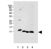 Western blot testing of human 1) pancreas, 2) PANC-1, 3) U-2 OS and 4) A431 cell lysate with REG3A antibody. Predicted molecular weight ~19 kDa, but smaller forms of this protein can be observed.