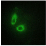 Immunofluorescent staining of fixed and permeabilized human HeLa cells with EFNA1 antibody (green).