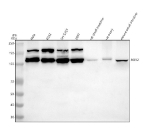 Western blot analysis of ROR2 using anti-ROR2 antibody. Lane 1: human Hela whole cell lysates, Lane 2: human K562 whole cell lysates, Lane 3: human SH-SY5Y whole cell lysates, Lane 4: human 293T whole cell lysates, Lane 5: rat small intestine tissue lysates, Lane 6: rat ovary tissue lysates, Lane 8: mouse small intestine tissue lysates. After electrophoresis, proteins were transferred to a nitrocellulose membrane at 150 mA for 50-90 minutes. Blocked the membrane with 5% non-fat milk/TBS for 1.5 hour at RT. The membrane was incubated with rabbit anti-ROR2 antibody at 0.5 ug/ml overnight at 4oC, then washed with TBS-0.1%Tween 3 times with 5 minutes each and probed with a goat anti-rabbit IgG-HRP secondary antibody at a dilution of 1:5000 for 1.5 hour at RT. The signal was developed using enhanced chemiluminescent. A specific band was detected for ROR2 at approximately 105 kDa. The expected band size for ROR2 is at 105 kDa.